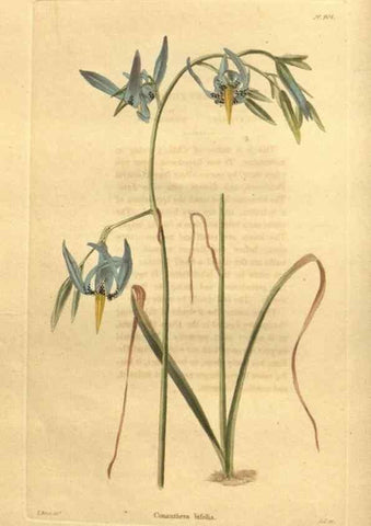 Reproducción/Reproduction 48755490831: The botanical cabinet. London :John & Arthur Arch ...,1817-1833.. 
