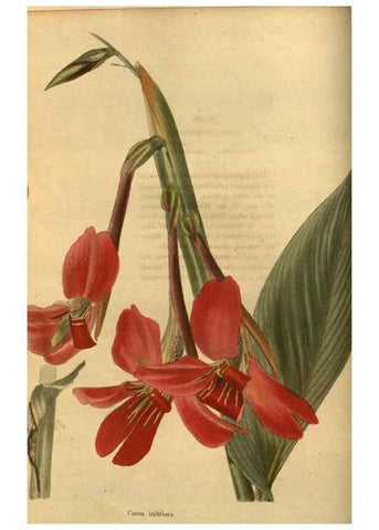 Reproducción/Reproduction 48755686872: The botanical cabinet. London :John & Arthur Arch ...,1817-1833.. 