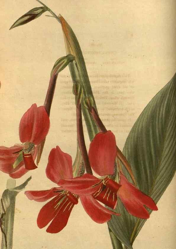Reproducción/Reproduction 48755686872: The botanical cabinet. London :John & Arthur Arch ...,1817-1833.. 