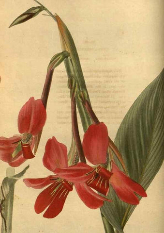 Reproducción/Reproduction 48755686872: The botanical cabinet. London :John & Arthur Arch ...,1817-1833.. 