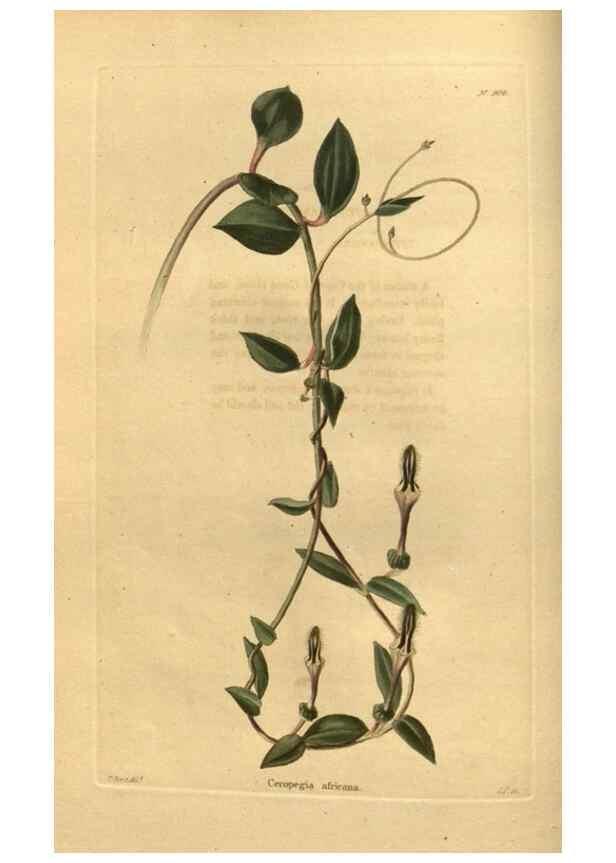 Reproducción/Reproduction 48755687352: The botanical cabinet. London :John & Arthur Arch ...,1817-1833.. 