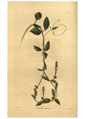Reproducción/Reproduction 48755687352: The botanical cabinet. London :John & Arthur Arch ...,1817-1833.. 