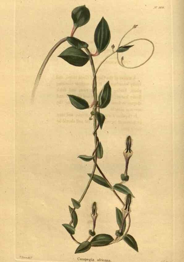 Reproducción/Reproduction 48755687352: The botanical cabinet. London :John & Arthur Arch ...,1817-1833.. 
