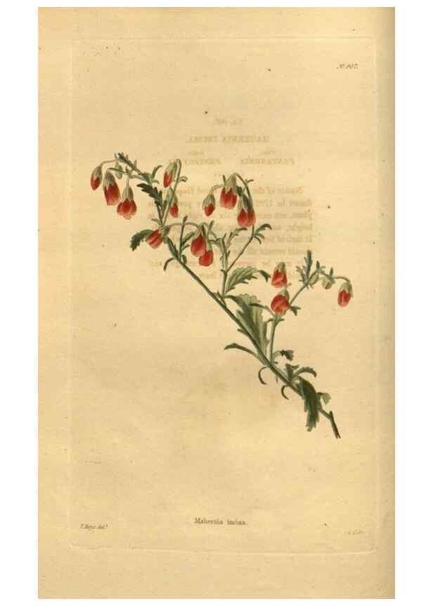 Reproducción/Reproduction 48755492056: The botanical cabinet. London :John & Arthur Arch ...,1817-1833.. 