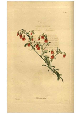 Reproducción/Reproduction 48755492056: The botanical cabinet. London :John & Arthur Arch ...,1817-1833.. 