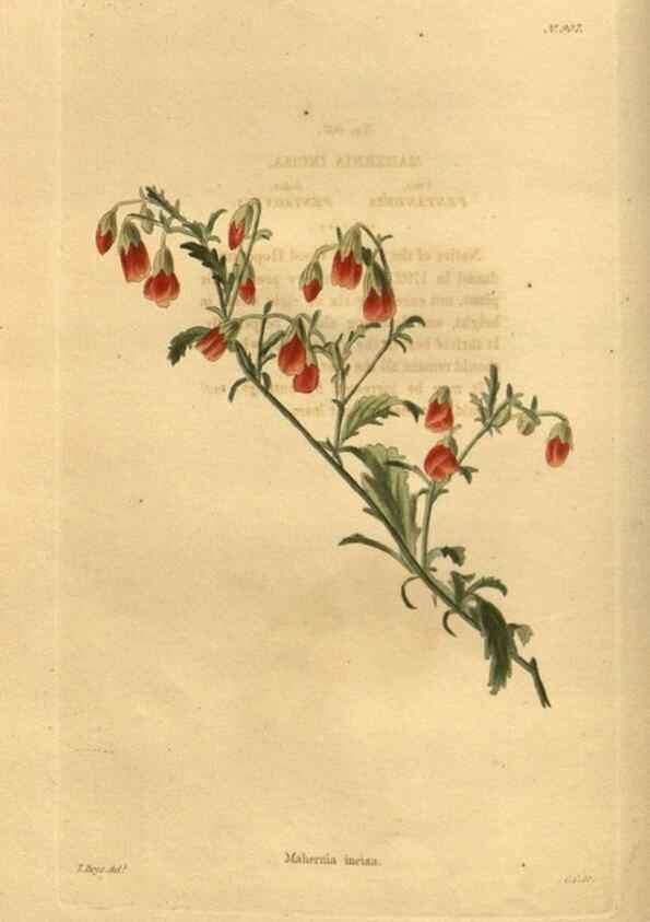 Reproducción/Reproduction 48755492056: The botanical cabinet. London :John & Arthur Arch ...,1817-1833.. 