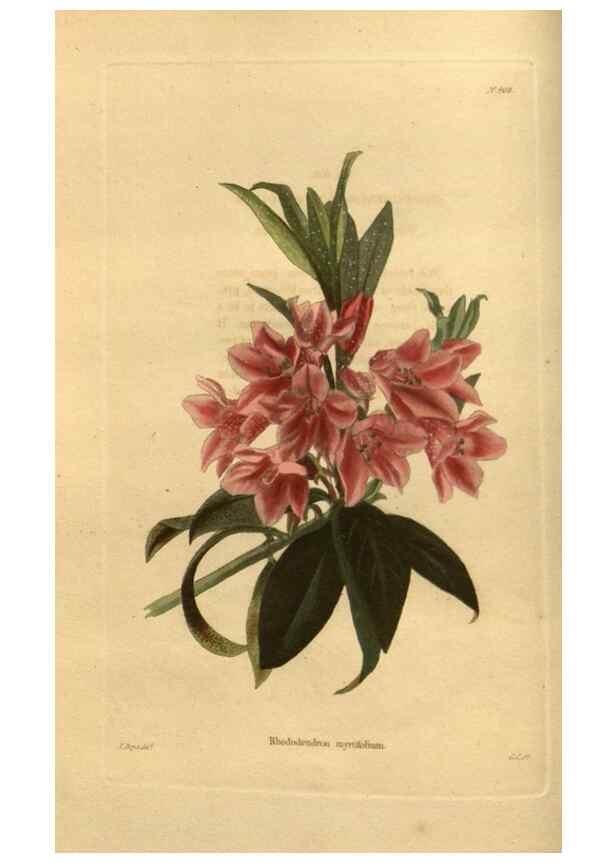 Reproducción/Reproduction 48755688092: The botanical cabinet. London :John & Arthur Arch ...,1817-1833.. 