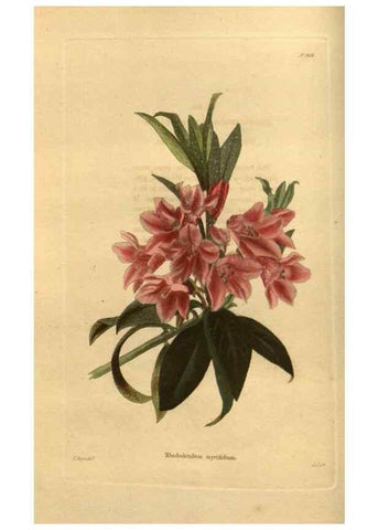 Reproducción/Reproduction 48755688092: The botanical cabinet. London :John & Arthur Arch ...,1817-1833.. 