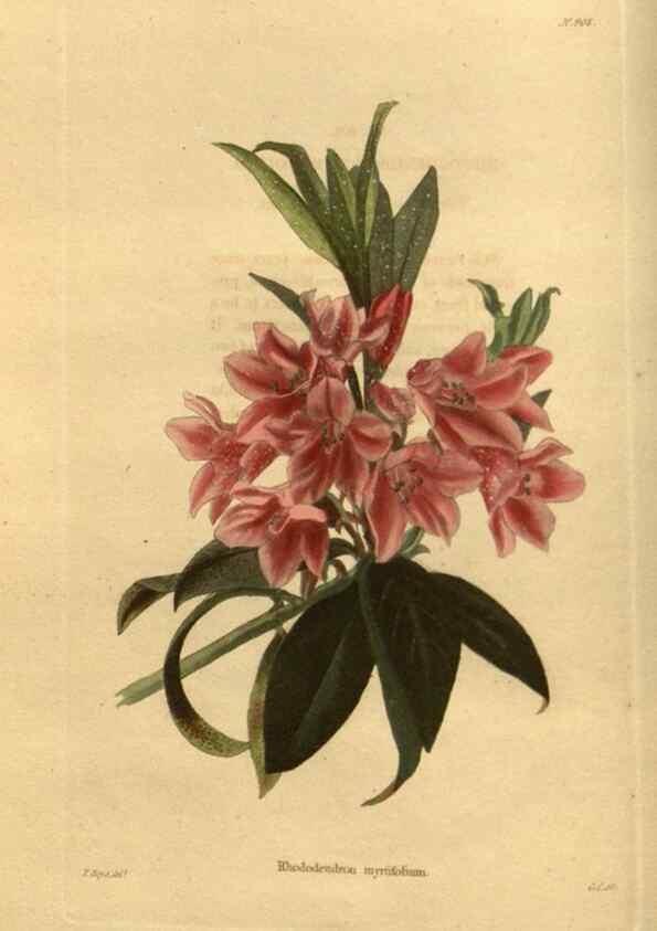 Reproducción/Reproduction 48755688092: The botanical cabinet. London :John & Arthur Arch ...,1817-1833.. 