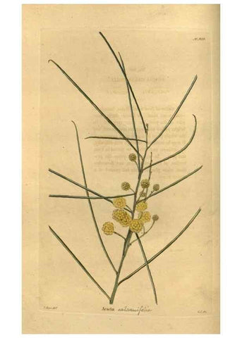 Reproducción/Reproduction 48755172543: The botanical cabinet. London :John & Arthur Arch ...,1817-1833.. 