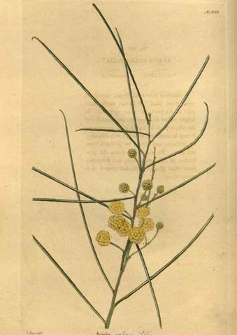 Reproducción/Reproduction 48755172543: The botanical cabinet. London :John & Arthur Arch ...,1817-1833.. 