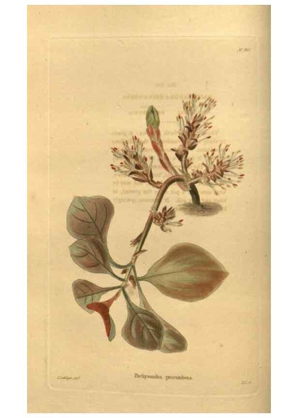 Reproducción/Reproduction 48755493151: The botanical cabinet. London :John & Arthur Arch ...,1817-1833.. 