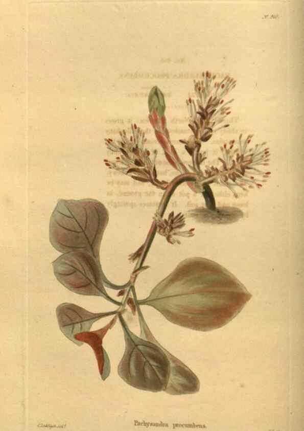 Reproducción/Reproduction 48755493151: The botanical cabinet. London :John & Arthur Arch ...,1817-1833.. 