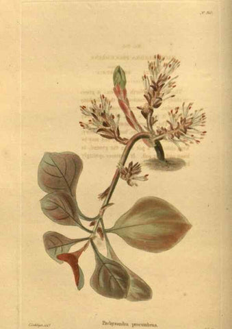 Reproducción/Reproduction 48755493151: The botanical cabinet. London :John & Arthur Arch ...,1817-1833.. 