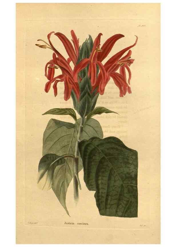 Reproducción/Reproduction 48755686097: The botanical cabinet. London :John & Arthur Arch ...,1817-1833.. 