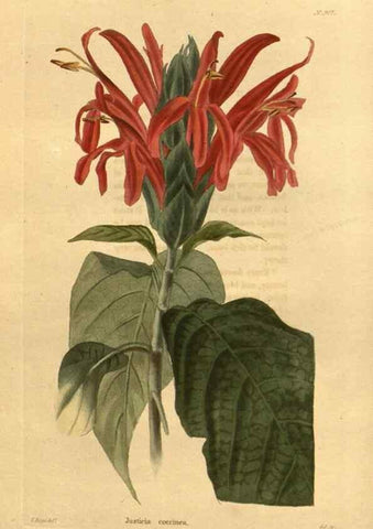 Reproducción/Reproduction 48755686097: The botanical cabinet. London :John & Arthur Arch ...,1817-1833.. 