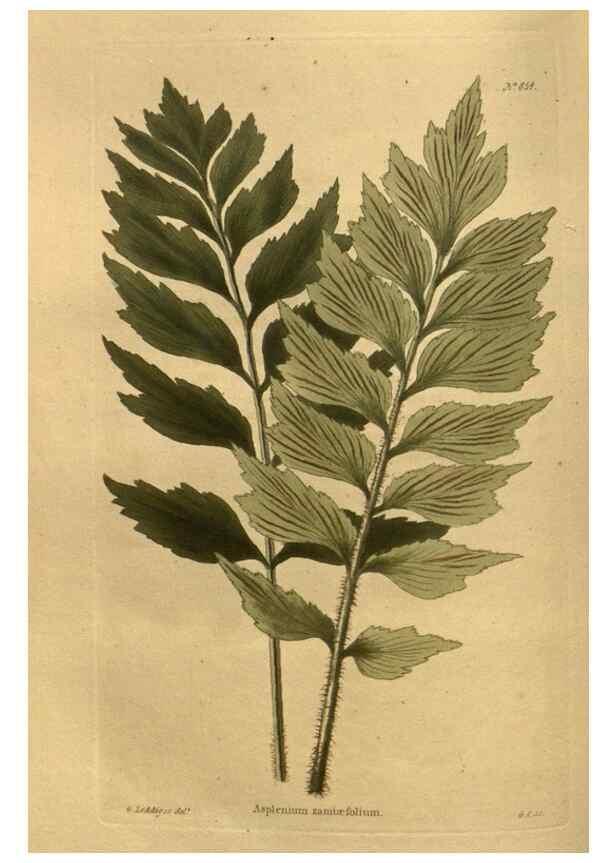 Reproducción/Reproduction 48755606542: The botanical cabinet. London :John & Arthur Arch ...,1817-1833.. 