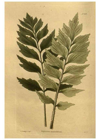 Reproducción/Reproduction 48755606542: The botanical cabinet. London :John & Arthur Arch ...,1817-1833.. 