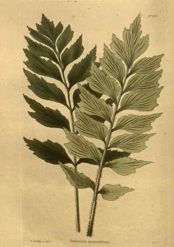 Reproducción/Reproduction 48755606542: The botanical cabinet. London :John & Arthur Arch ...,1817-1833.. 