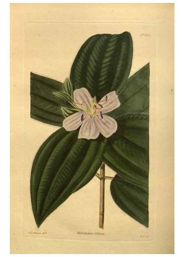 Reproducción/Reproduction 48755606082: The botanical cabinet. London :John & Arthur Arch ...,1817-1833.. 
