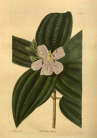 Reproducción/Reproduction 48755606082: The botanical cabinet. London :John & Arthur Arch ...,1817-1833.. 