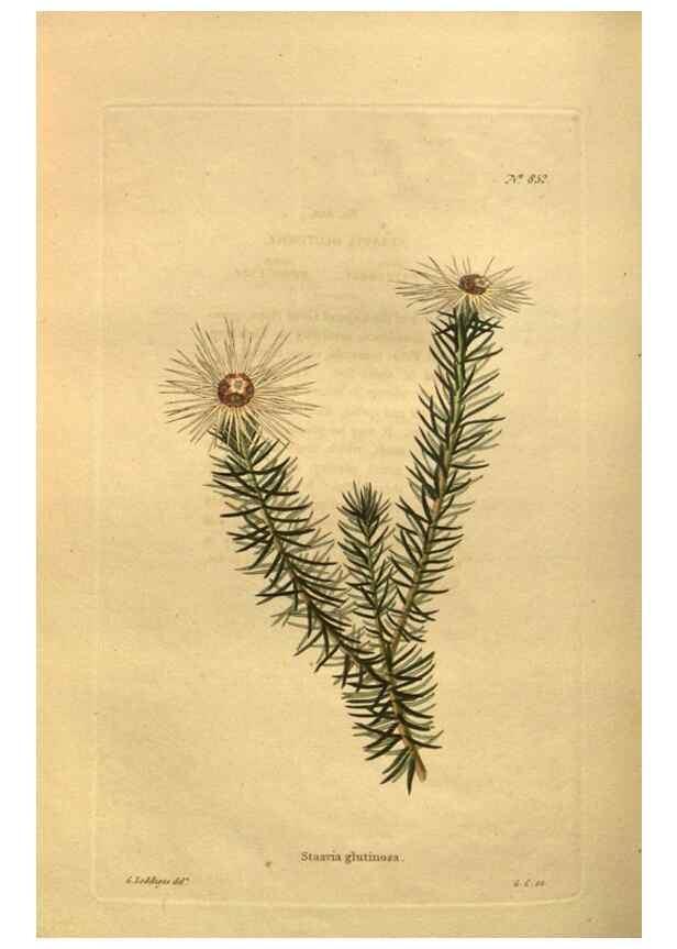 Reproducción/Reproduction 48755089738: The botanical cabinet. London :John & Arthur Arch ...,1817-1833.. 