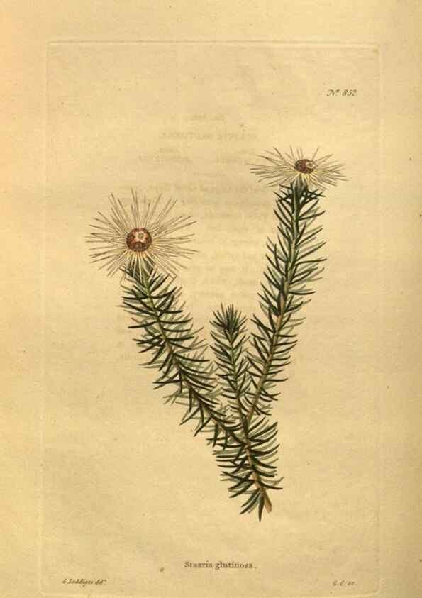 Reproducción/Reproduction 48755089738: The botanical cabinet. London :John & Arthur Arch ...,1817-1833.. 