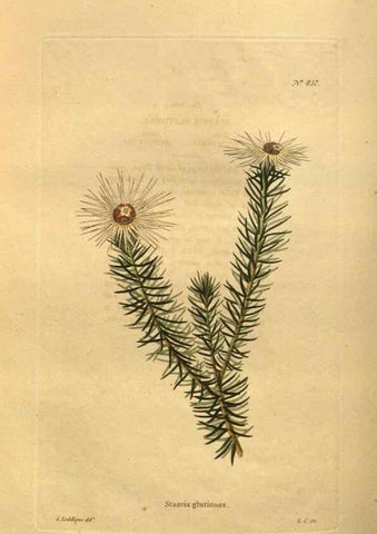 Reproducción/Reproduction 48755089738: The botanical cabinet. London :John & Arthur Arch ...,1817-1833.. 