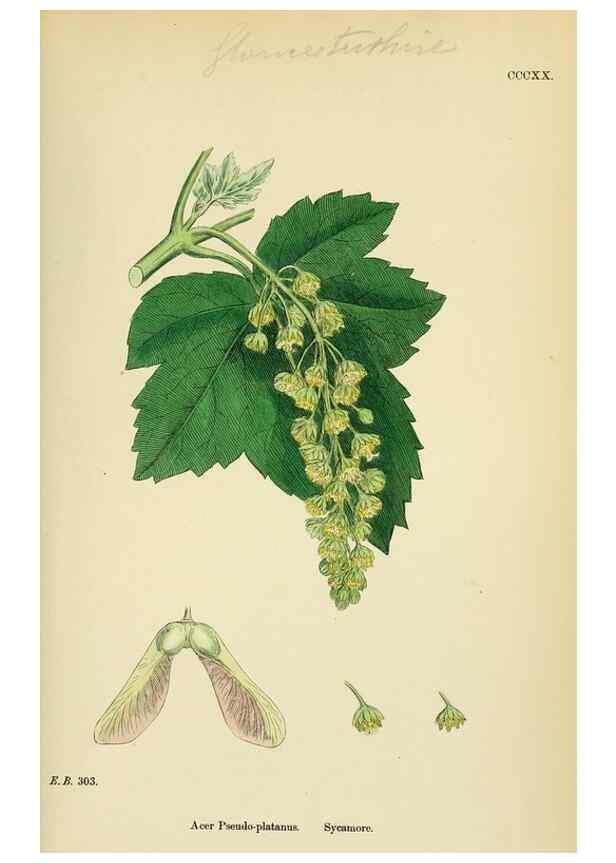 Reproducción/Reproduction 48755274121: English botany, or, Coloured figures of British plants /. London :R. Hardwicke,1863-1886.. 