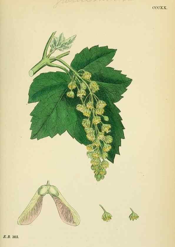 Reproducción/Reproduction 48755274121: English botany, or, Coloured figures of British plants /. London :R. Hardwicke,1863-1886.. 