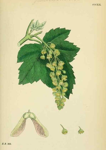 Reproducción/Reproduction 48755274121: English botany, or, Coloured figures of British plants /. London :R. Hardwicke,1863-1886.. 