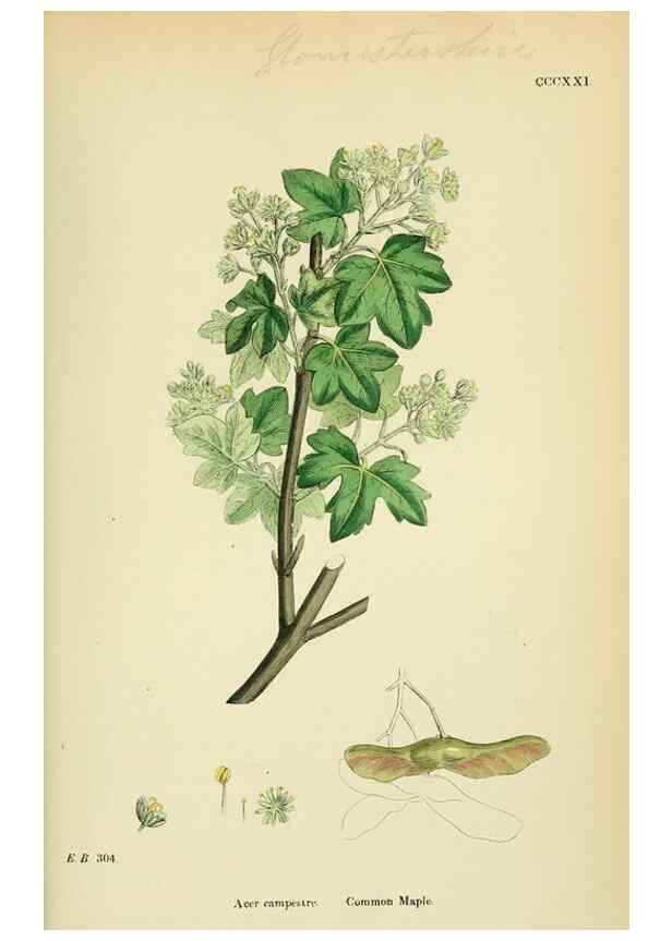 Reproducción/Reproduction 48755274406: English botany, or, Coloured figures of British plants /. London :R. Hardwicke,1863-1886.. 