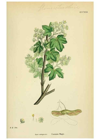 Reproducción/Reproduction 48755274406: English botany, or, Coloured figures of British plants /. London :R. Hardwicke,1863-1886.. 