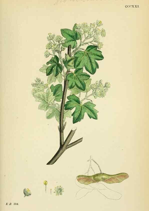 Reproducción/Reproduction 48755274406: English botany, or, Coloured figures of British plants /. London :R. Hardwicke,1863-1886.. 