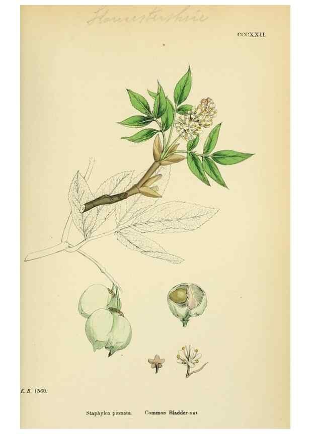 Reproducción/Reproduction 48755274681: English botany, or, Coloured figures of British plants /. London :R. Hardwicke,1863-1886.. 
