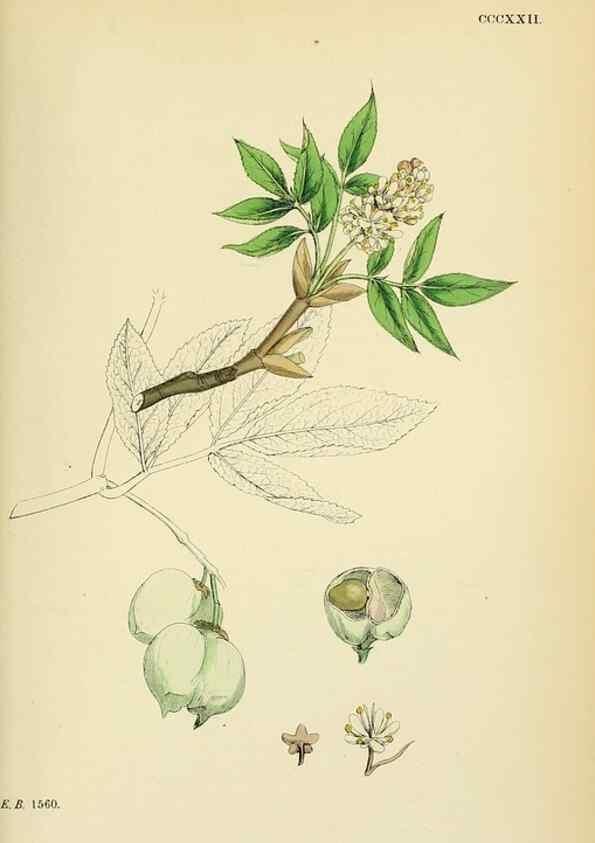 Reproducción/Reproduction 48755274681: English botany, or, Coloured figures of British plants /. London :R. Hardwicke,1863-1886.. 