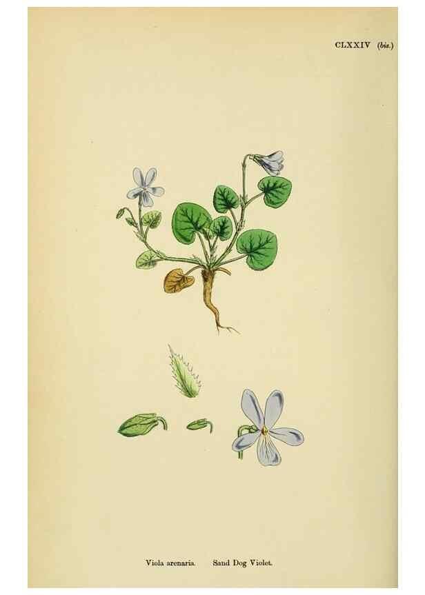 Reproducción/Reproduction 48754954628: English botany, or, Coloured figures of British plants /. London :R. Hardwicke,1863-1886.. 