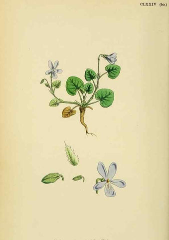 Reproducción/Reproduction 48754954628: English botany, or, Coloured figures of British plants /. London :R. Hardwicke,1863-1886.. 