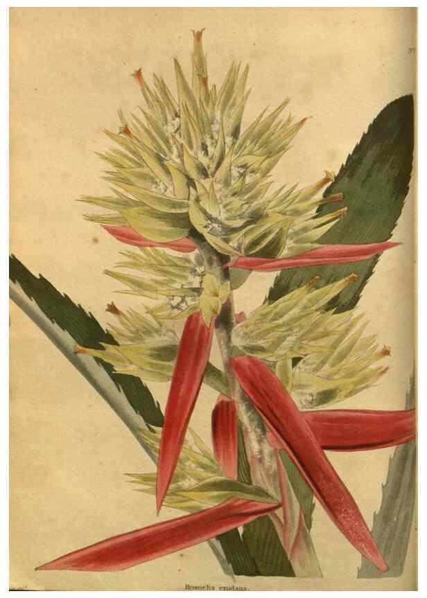 Reproducción/Reproduction 48755070068: The botanical cabinet. London :John & Arthur Arch ...,1817-1833.. 