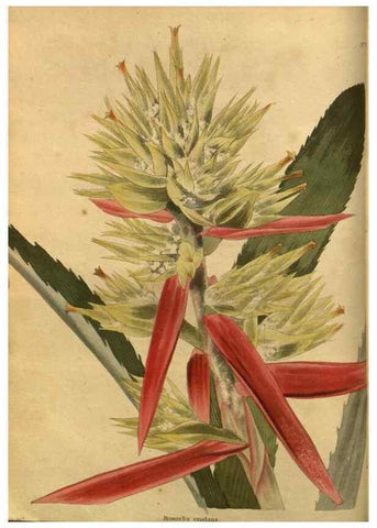 Reproducción/Reproduction 48755070068: The botanical cabinet. London :John & Arthur Arch ...,1817-1833.. 