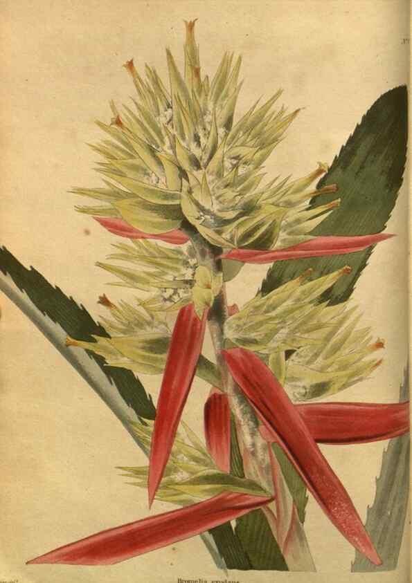 Reproducción/Reproduction 48755070068: The botanical cabinet. London :John & Arthur Arch ...,1817-1833.. 