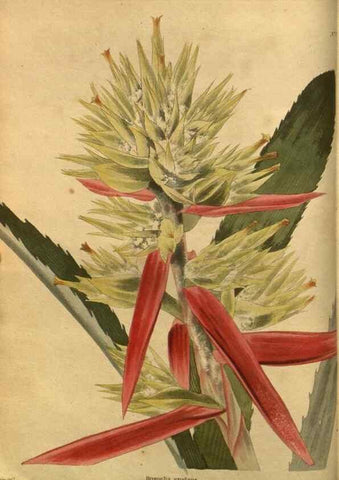 Reproducción/Reproduction 48755070068: The botanical cabinet. London :John & Arthur Arch ...,1817-1833.. 