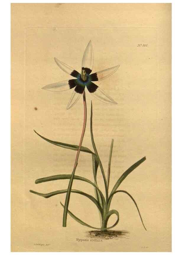 Reproducción/Reproduction 48755585882: The botanical cabinet. London :John & Arthur Arch ...,1817-1833.. 