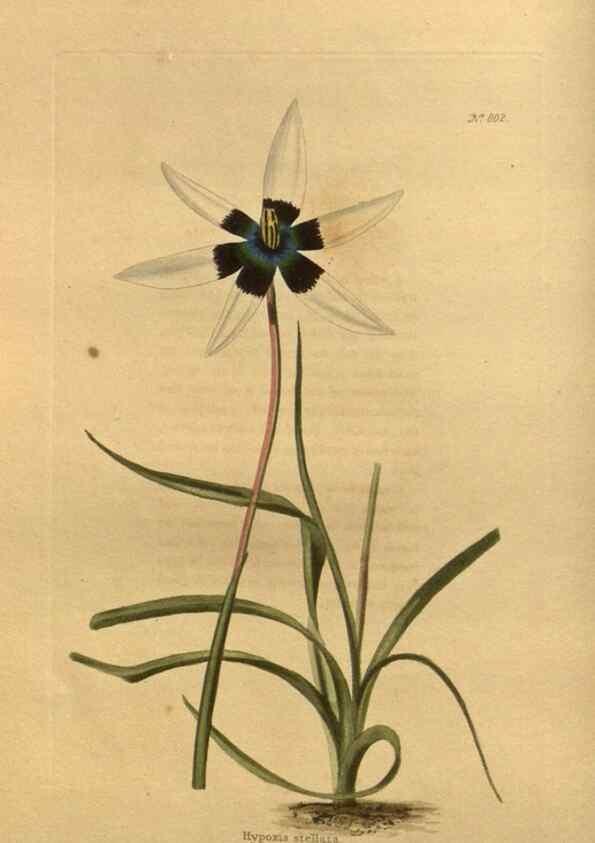 Reproducción/Reproduction 48755585882: The botanical cabinet. London :John & Arthur Arch ...,1817-1833.. 