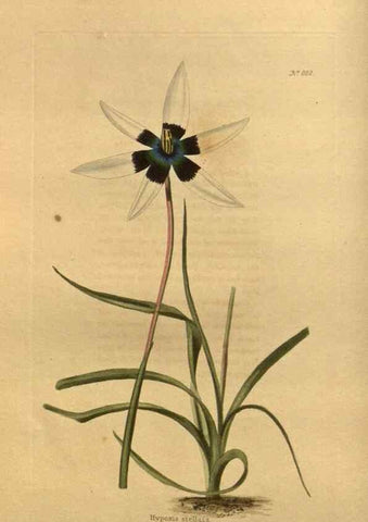 Reproducción/Reproduction 48755585882: The botanical cabinet. London :John & Arthur Arch ...,1817-1833.. 
