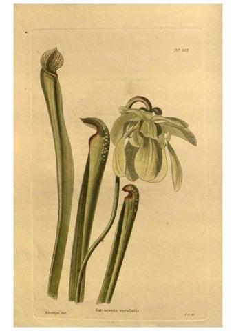 Reproducción/Reproduction 48755586402: The botanical cabinet. London :John & Arthur Arch ...,1817-1833.. 
