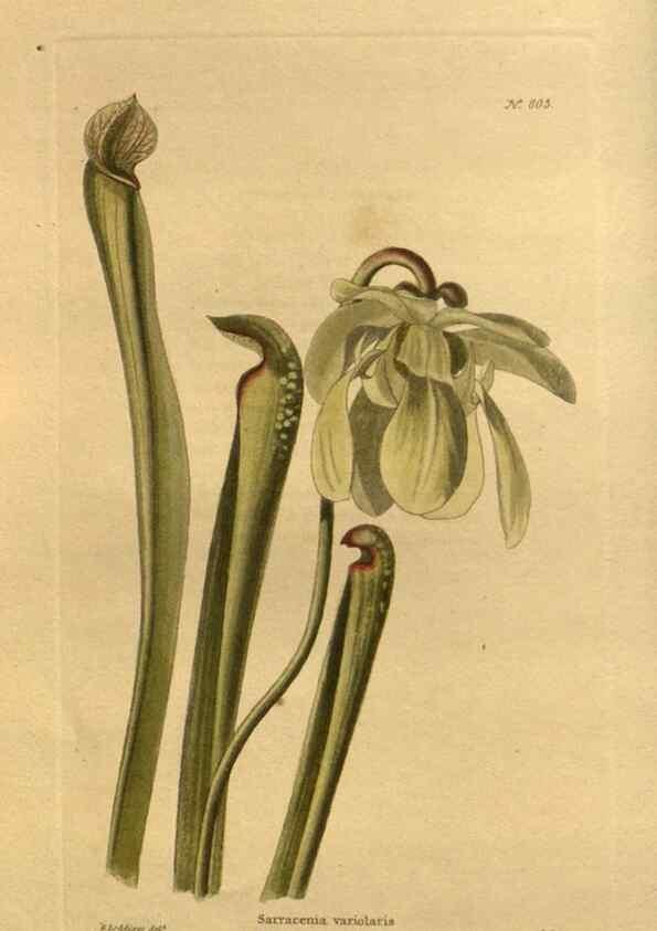 Reproducción/Reproduction 48755586402: The botanical cabinet. London :John & Arthur Arch ...,1817-1833.. 