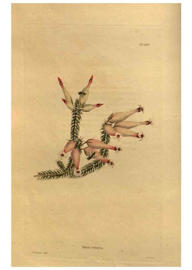 Reproducción/Reproduction 48755390371: The botanical cabinet. London :John & Arthur Arch ...,1817-1833.. 