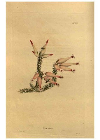 Reproducción/Reproduction 48755390371: The botanical cabinet. London :John & Arthur Arch ...,1817-1833.. 