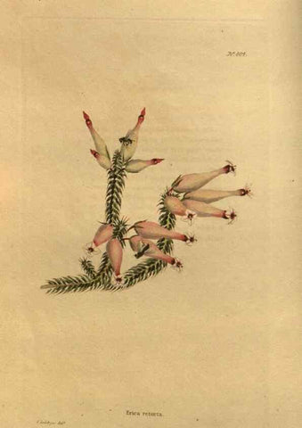 Reproducción/Reproduction 48755390371: The botanical cabinet. London :John & Arthur Arch ...,1817-1833.. 